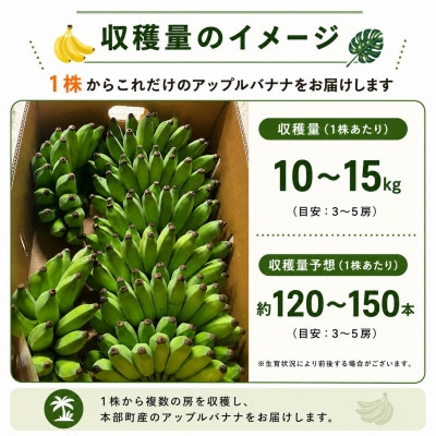 【収穫体験型】あなたの木から届く!沖縄本部町産のアップルバナナ オーナー制度1株