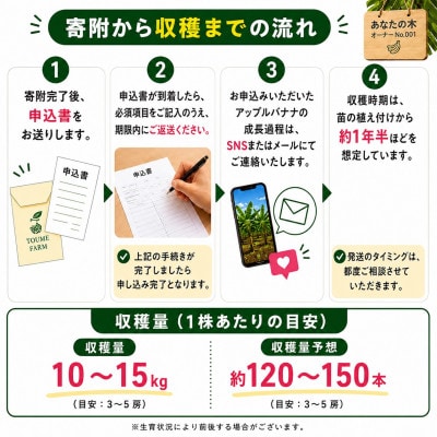 【収穫体験型】あなたの木から届く!沖縄本部町産のアップルバナナ オーナー制度1株