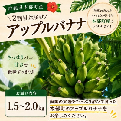 【発送月固定定期便】本部町産のフルーツ定期便(ゴールドバレル・アップルバナナ)全2回