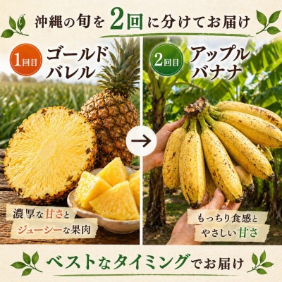 【発送月固定定期便】本部町産のフルーツ定期便(ゴールドバレル・アップルバナナ)全2回