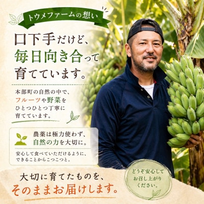 【発送月固定定期便】トウメファームが厳選したフルーツ定期便 パッションフルーツ&アップルバナナ全2回