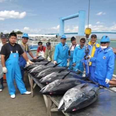 【数量限定・訳あり】本部町産の本マグロ切り落し 約250g