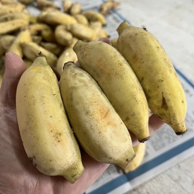 【2025年7～12月発送予定】けんちゃんファームのアップルバナナ1.5kg～1.8kg