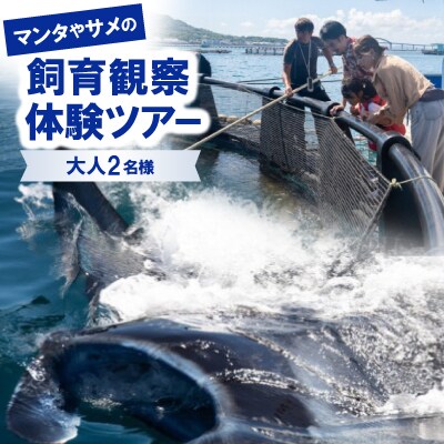マンタやサメの飼育観察体験ツアー大人2名様