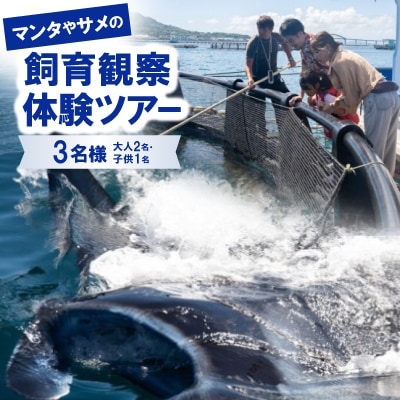 マンタやサメの飼育観察体験ツアー3名様(大人2名、子供1名)
