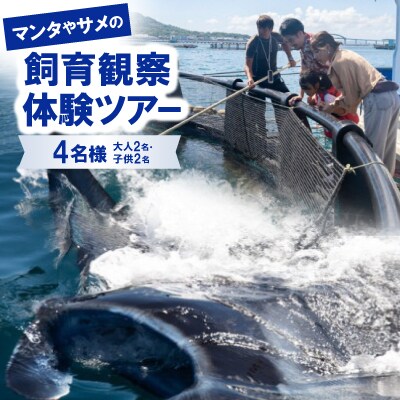 マンタやサメの飼育観察体験ツアー4名様(大人2名、子供2名)