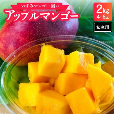 【2025年6月～7月頃順次発送】いずみマンゴー園の家庭用アップルマンゴー2.0kg(4～6玉)