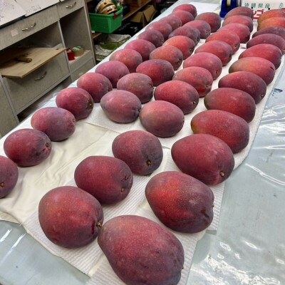 【2026年6月から順次発送】いずみマンゴー園の家庭用アップルマンゴー2.0kg(4～6玉)