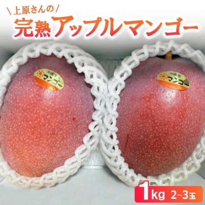 【2026年6月から順次発送】上原さんの完熟アップルマンゴー1kg(2～3玉)