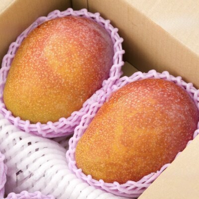 【2025年6月～7月頃の発送】上原さんの家庭用アップルマンゴー1.0kg(2～3玉)