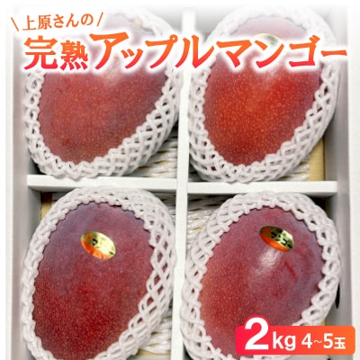 【2026年6月から順次発送】上原さんの完熟アップルマンゴー2kg(4～5玉)