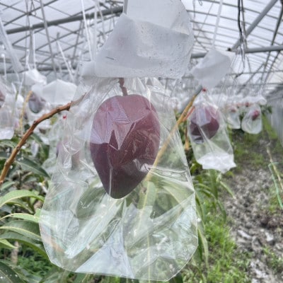 【2025年6月～7月頃の発送】上原さんの家庭用アップルマンゴー2.0kg(4～5玉)