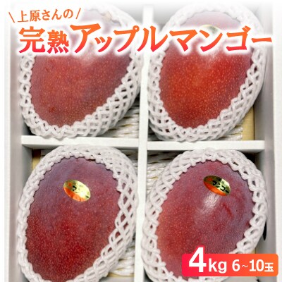 【2026年6月から順次発送】上原さんの完熟アップルマンゴー4kg(6～10玉)