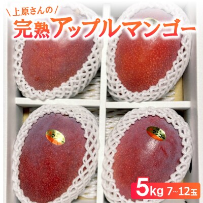 【2026年6月から順次発送】上原さんの完熟アップルマンゴー5kg(7～12玉)