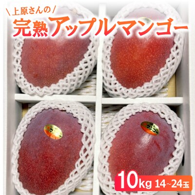 【2026年6月から順次発送】上原さんの完熟アップルマンゴー10kg(14～24玉)