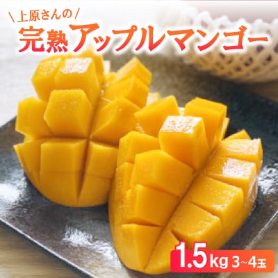 【2026年6月から順次発送・訳あり】上原さんの完熟アップルマンゴー1.5kg(3～4玉)