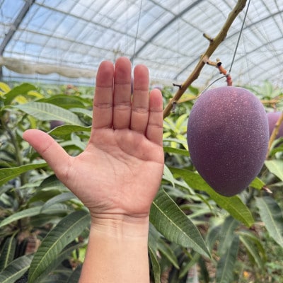 【2026年6月から順次発送・訳あり】上原さんの完熟アップルマンゴー1.5kg(3～4玉)
