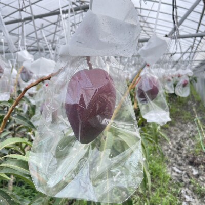 【2025年7月～8月頃の発送】石川さんの訳ありアップルマンゴー1.0kg(2～3玉)