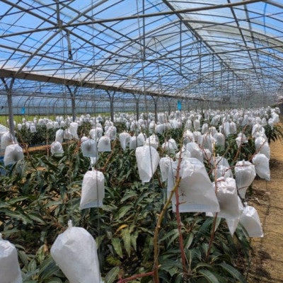 【2026年7月から順次発送】石川さんのご家庭用アップルマンゴー1kg(2～3玉)