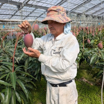 【2026年7月から順次発送】石川さんのご家庭用アップルマンゴー1kg(2～3玉)