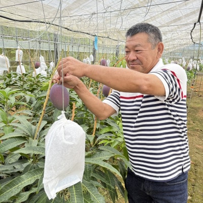 【2025年7月から順次発送】石川さんの訳ありアップルマンゴー2kg(4～6玉)
