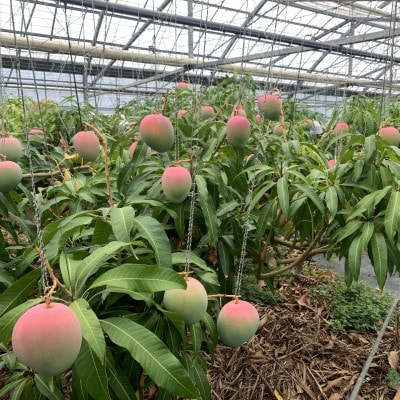 【2025年7月～8月頃の発送】石川さんの訳ありミニマンゴー1.0kg(16～20個)