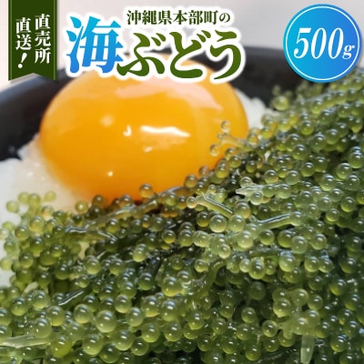本部町の海ぶどう直売所直送!ビールや泡盛のお供にピッタリな海ぶどう500g