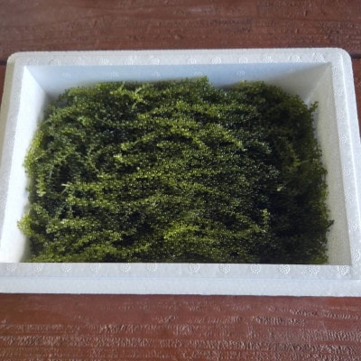 本部町の海ぶどう直売所直送!オリオンビールのお供にピッタリな海ぶどう500g