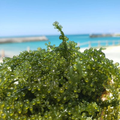 本部町の海ぶどう直売所直送!オリオンビールのお供にピッタリな海ぶどう1kg