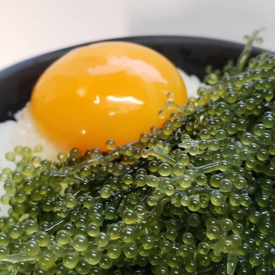 本部町の海ぶどう直売所直送!ビールや泡盛のお供にピッタリな海ぶどう1kg