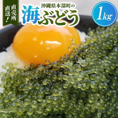 本部町の海ぶどう直売所直送!ビールや泡盛のお供にピッタリな海ぶどう1kg