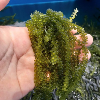 本部町の海ぶどう直売所直送!オリオンビールのお供にピッタリな海ぶどう1kg