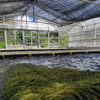 本部町の海ぶどう直売所直送!オリオンビールのお供にピッタリな海ぶどう1kg