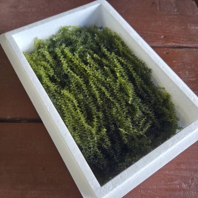 本部町の海ぶどう直売所直送!オリオンビールのお供にピッタリな海ぶどう1kg