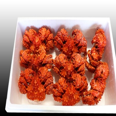 【北海道根室産】花咲かに300g～450g×8尾 C-36005