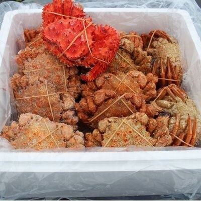 【北海道根室産】クリガニ18～22尾(計4kg前後)、花咲ガニ1尾 B-57023