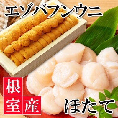 【北海道根室産】エゾバフンウニ140g×1折、お刺身ホタテ貝柱500g×1P D-40024