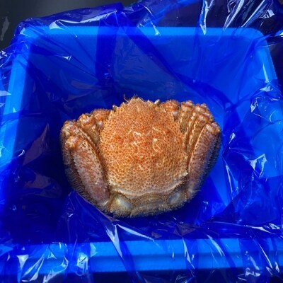【北海道根室産】毛がに600g前後×1尾 B-21006
