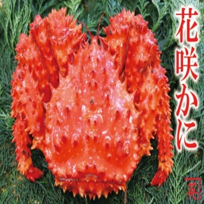 【北海道根室産】花咲蟹1kg～1.3kg×1尾 B-27019