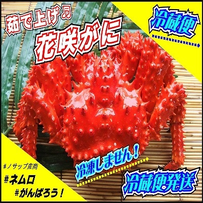【北海道根室産】花咲がに2～3尾(計1.4kg以上)(チルド便発送) C-59024
