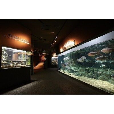 世界淡水魚園水族館　アクア・トトぎふ　入館券(大人2枚)【506】