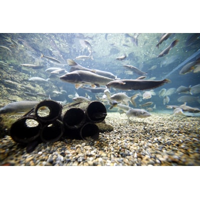 世界淡水魚園水族館　アクア・トトぎふ　入館券(大人2枚)【506】