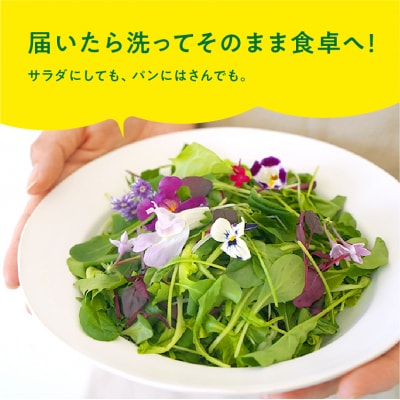 マイクロリーフミックス【40g】&エディブルフラワーミックス【20輪】セット【931】