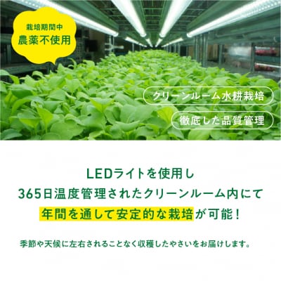 マイクロリーフミックス【40g】&エディブルフラワーミックス【20輪】セット【931】