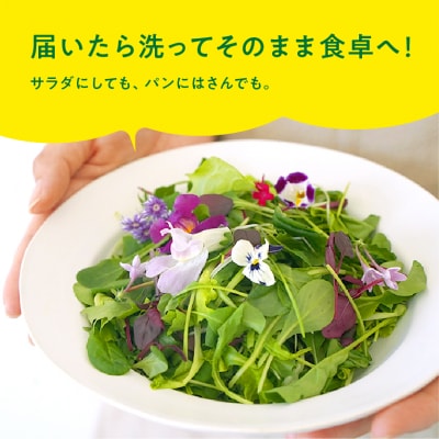 マイクロリーフミックス【20g】&ベビーリーフミックス【40g】健康野菜の食べ比べセット【932】