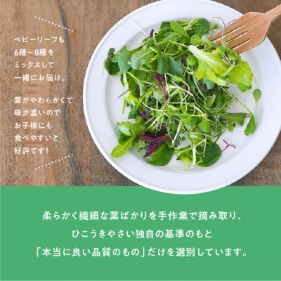 マイクロリーフミックス【20g】&ベビーリーフミックス【40g】健康野菜の食べ比べセット【932】