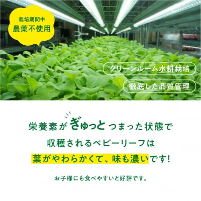 葉が柔らかくて、味が濃い!!「岐阜県産」ミックスべビーリーフ【40g】×5セット【933】