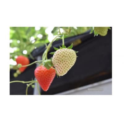 (予約)ながなわ農園のいちご「美濃娘」約260g×4パック【99】