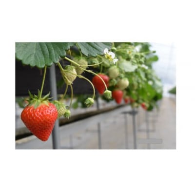 (予約)ながなわ農園のいちご「美濃娘」約260g×4パック【99】