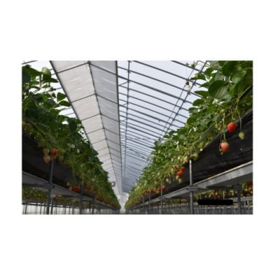 (予約)ながなわ農園のいちご「美濃娘」約270g×4パック【99】